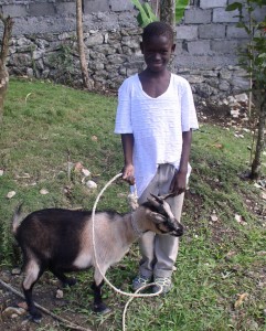 Haitian Health Foundation Give a Goat Program
